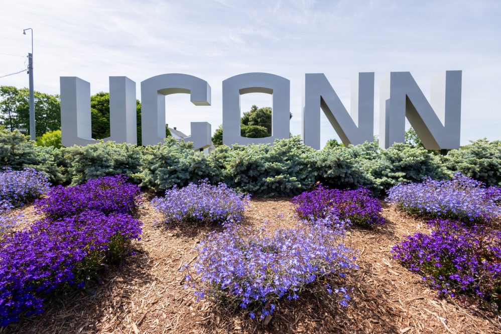 Big outdoor UConn sign with evergreen hedge in front of it and purple flowers in the foreground